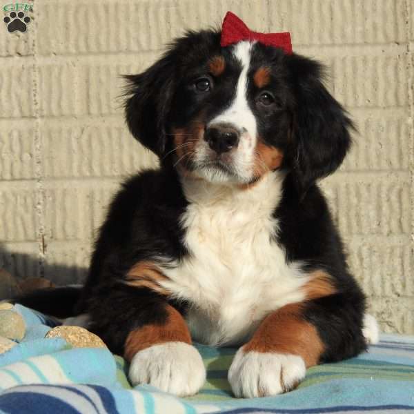 Ripley, Bernese Mountain Dog Puppy